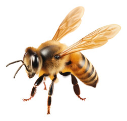 PNG Animal insect hornet wasp.