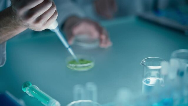 Researcher Taking a Sample with a Pipette and Dropping the Blue Liquid into a Petri Dish. Scientist Putting the Glassware Under a Microscope. Lab Experimentation for Biotechnology and Genetic Studies