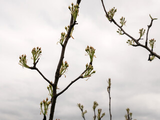 A farmer examines the early leaves of a pear tree. Agriculture.