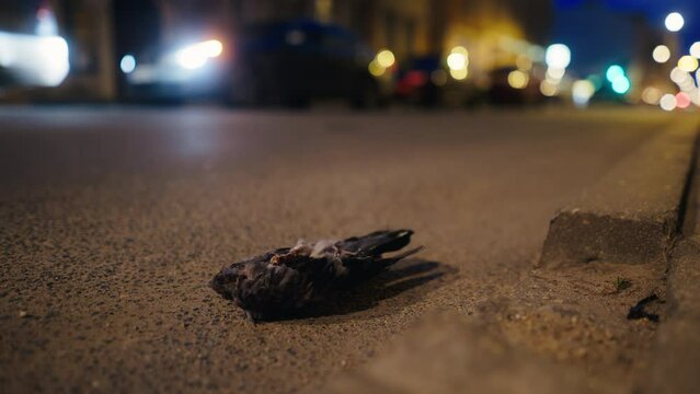Pigeon Tragedy: Death on the city streets for a feathered resident.