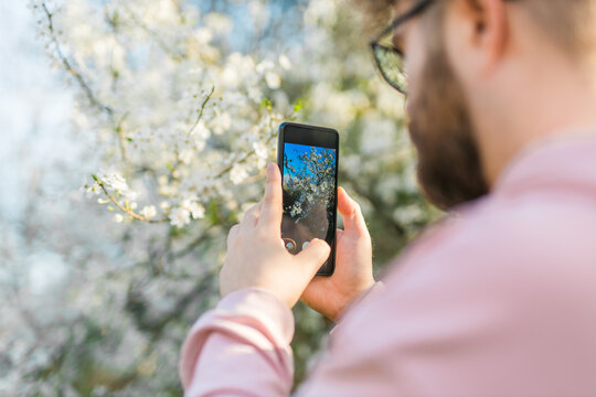 Man holding mobile phone and take photo blooming spring cherry and apples trees in sunlight. Smartphone photo for social media. Copy space