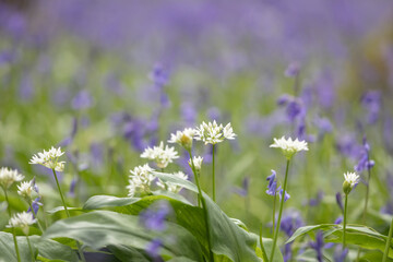 Wild garlic blooming in woodland, with an abundance of bluebells behind