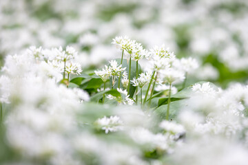 A full frame photograph of wild garlic flowering in woodland in Sussex, with selective focus