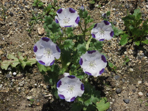 花壇に咲く白と紫のネモフィラ・マクラータの花