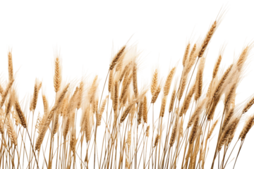 Whispers of Nature: Tall Grass Dancing With the Wind. On a White or Clear Surface PNG Transparent Background.