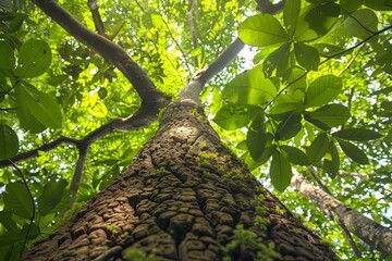 Tree Canopy CloseUp with Vibrant Leaves
