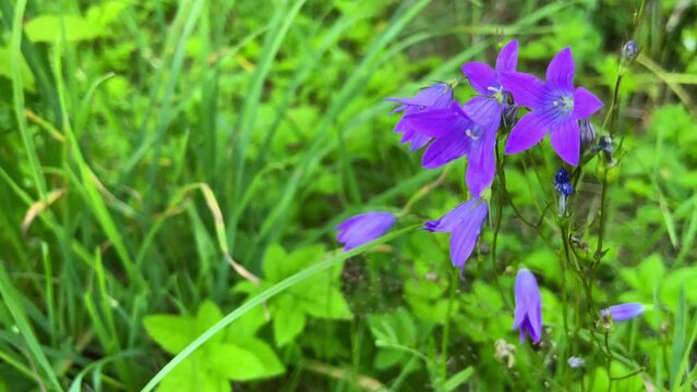 Bell spreading in a forest glade. Campanula patula. Spreading Bellflower in bloom on a glade in the summer field.