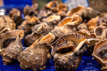 Horned turban snails on the market