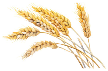 Fototapeta premium PNG Wheat plant food agriculture.