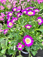 a bouquet of flowering bush with lots of cute daisy-like flowers. Potted blooming Cineraria hybrida. Floral Wallpaper