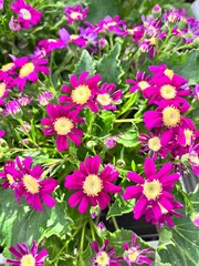 Fototapeta premium a bouquet of flowering bush with lots of cute daisy-like flowers. Potted blooming Cineraria hybrida. Floral Wallpaper