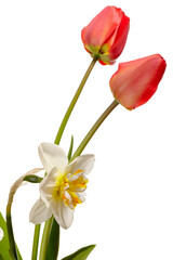Bouquet of tulip and narcissus flowers isolated on white background - 785316144