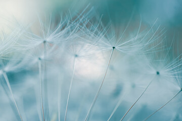 Romantic dandelion seed in springtime, blue background