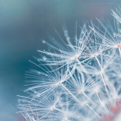 Romantic dandelion seed in springtime, blue background