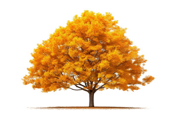 Serene Autumn: Tree With Yellow Leaves on White. On a White or Clear Surface PNG Transparent Background.