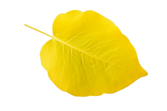Solitary Luminescence: A Yellow Leaf Dancing on White. On a White or Clear Surface PNG Transparent Background.