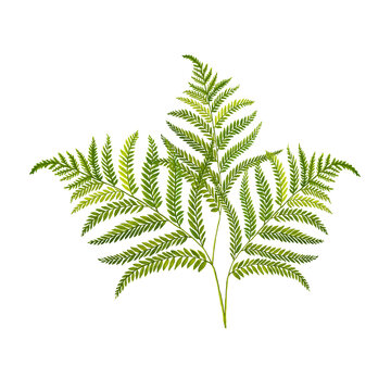 Watercolor fern leaves hand drawn illustration, isolated white background