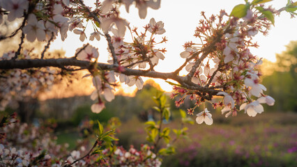 Orange sunlight and cherry blossoms at sunset.