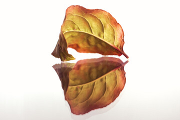 red leaf reflection, autumn leaves