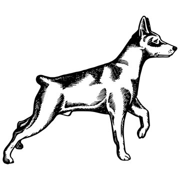 Pinscher dog animal engraving PNG illustration. Scratch board style imitation. Black and white hand drawn image.