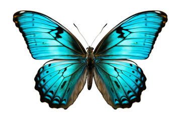 Whimsical Blue Butterfly With Black Spots. On a White or Clear Surface PNG Transparent Background.