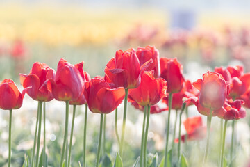 a view of a tulip-flowered garden