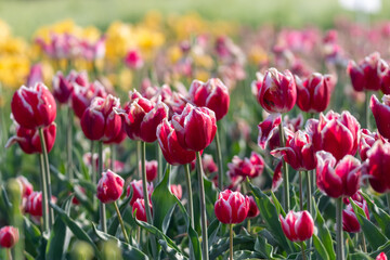 Obraz premium a view of a tulip-flowered garden