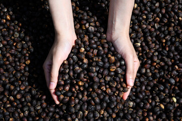roasted coffee beans pouring out of woman hands
