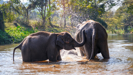 asian elephant family bath and play  in river 