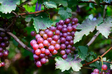 bunch of red grapes in vineyard