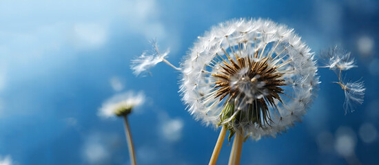 Macro dandelion at blue background. Hope and dreaming concept. ai generative ,,...