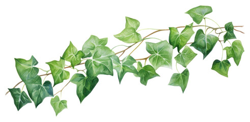 PNG Plant leaf ivy freshness - obrazy, fototapety, plakaty