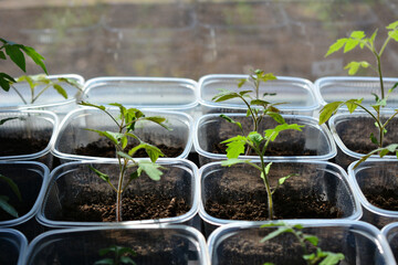 a group of seedlings that are in a container at the window 