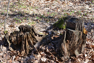 a tree stump on the ground with dry leaves isolated  