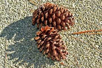 Pine cones on the soil in Petropolis, Rio de Janeiro, Brazil