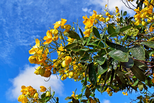 Yellow flowers on tree (Senna angulata) in Ribeirao Preto, Sao Paulo, Brazil