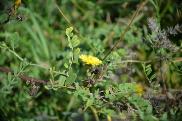 Kleine gelbe Blüte-Ein versteckter Sonnenblick im Grün