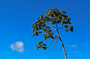 Snakewood tree (Cecropia peltata) in Teresopolis, Rio de Janeiro, Brazil