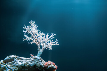 White coral on dark blue oceanic background