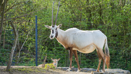 Arabian oryx with a baby
