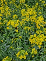 Raps-Makrofotografie. Landwirtschaft. Pollen. Kulturpflanze. Rapsknospen. Gelbe und grüne Farbe. Bienenbestäubung. Draußen. Blütenstand. Blätter im Hintergrund. Honig. Minimalistische Kunst.