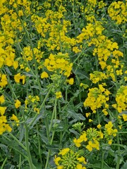 Obraz premium Raps-Makrofotografie. Landwirtschaft. Pollen. Kulturpflanze. Rapsknospen. Gelbe und grüne Farbe. Bienenbestäubung. Draußen. Blütenstand. Blätter im Hintergrund. Honig. Minimalistische Kunst.