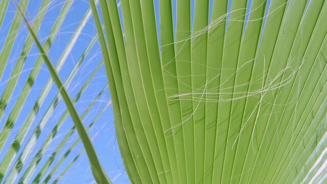 tropical leaf African Sabal fan palm gracefully sways in wind close-up, natural beauty tropics, tropical atmosphere in advertising travel agencies, hotels, airlines, food and beverages