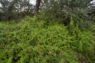 Fototapeta na wymiar Calden forest landscape, Geoffraea decorticans plants, La Pampa province, Patagonia, Argentina.