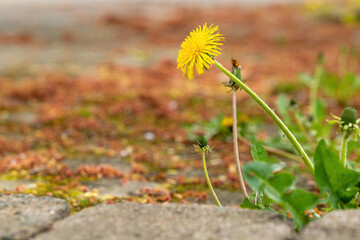 a single dandelion flower on a footpath