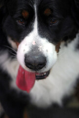 Portrait of the muzzle of a dog