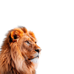 Close Up of a Lion on a White Background. Generative AI
