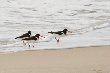 Oystercatcher (Haematopus ostralegus). Stintino, SS, Sardinia, Italy, beccaccia di mare