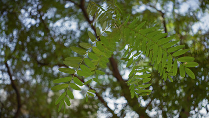 Close-up of green acacia leaves in sun-dappled murcia, spain for a nature background.