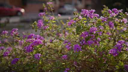 Close-up of vibrant purple lantana flowers in murcia, spain, with blurred urban background
